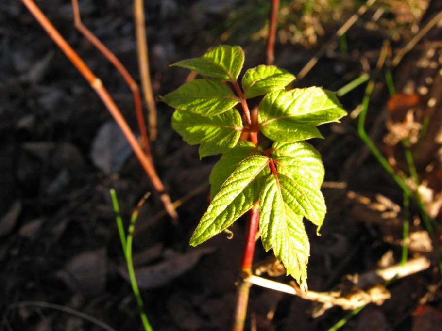 Саженец малина