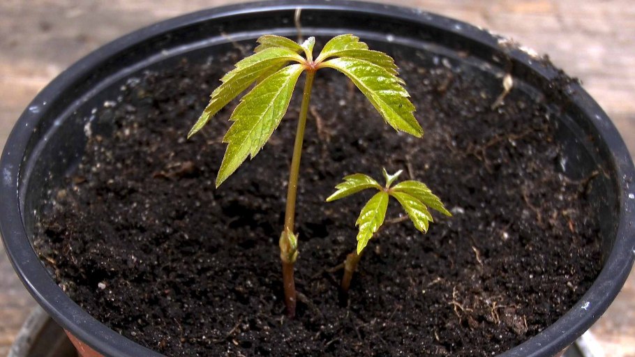 Черенковать девичий виноград