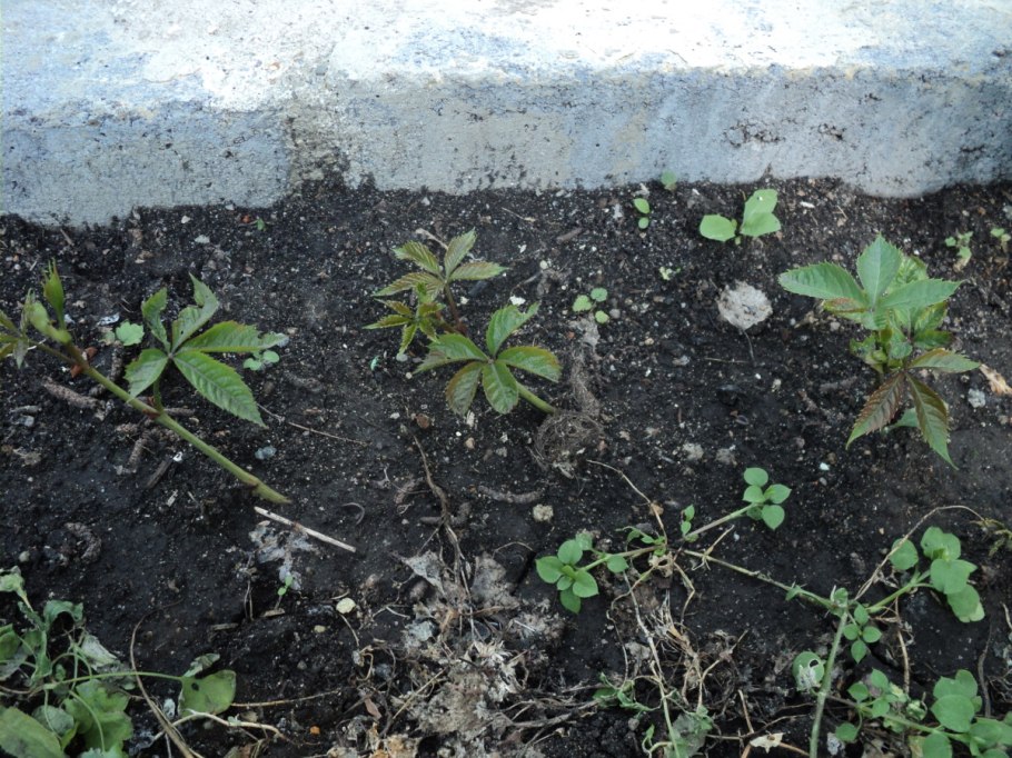 Рассадить виноград отростками