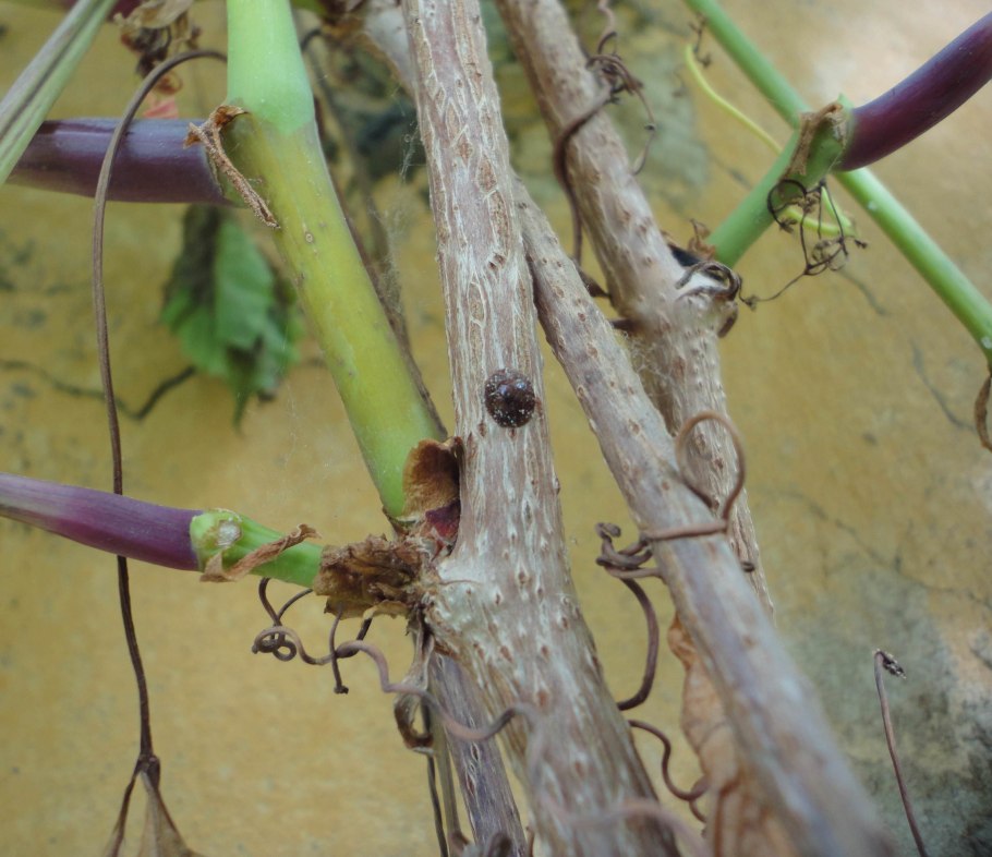 Обрезание девичьего винограда
