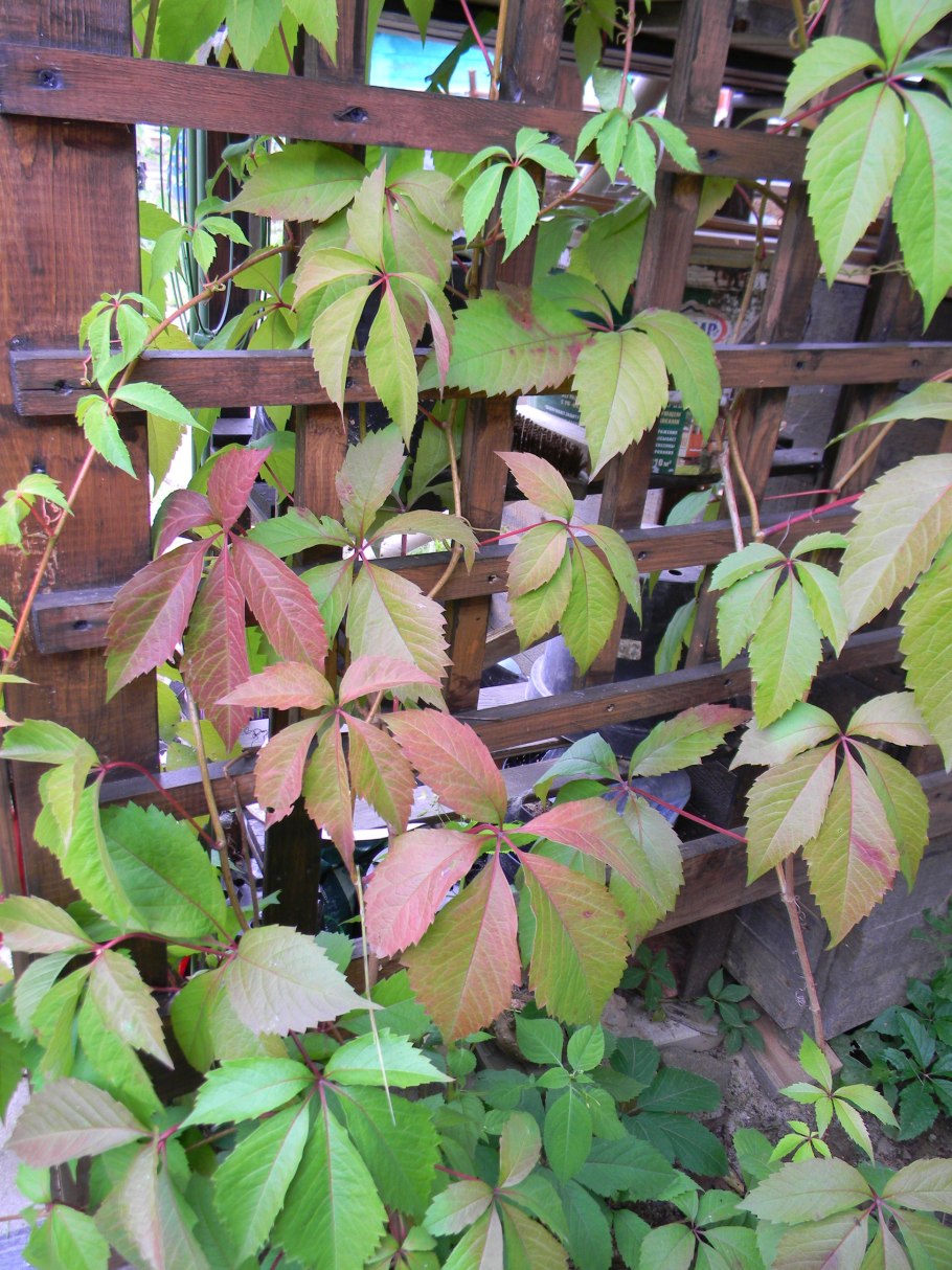 Дикий виноград летом черенками