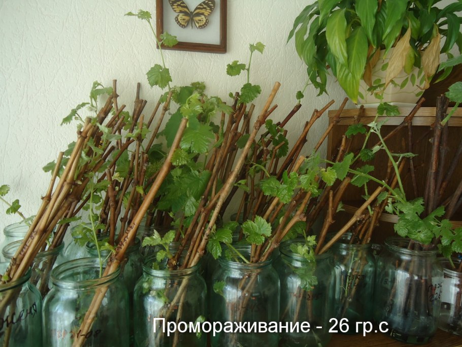 Выращивание винограда из черенков в домашних условиях