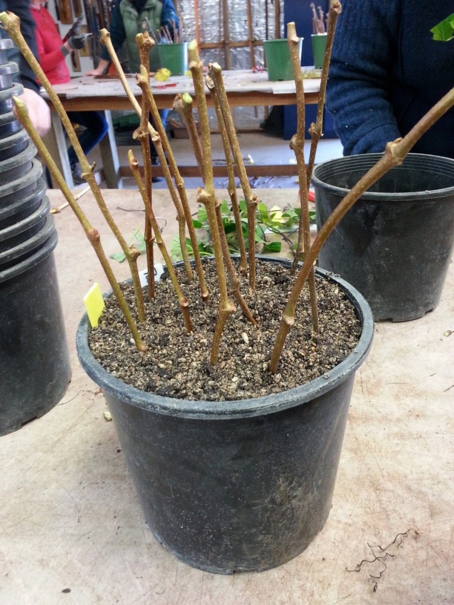 Черенкование девичьего винограда