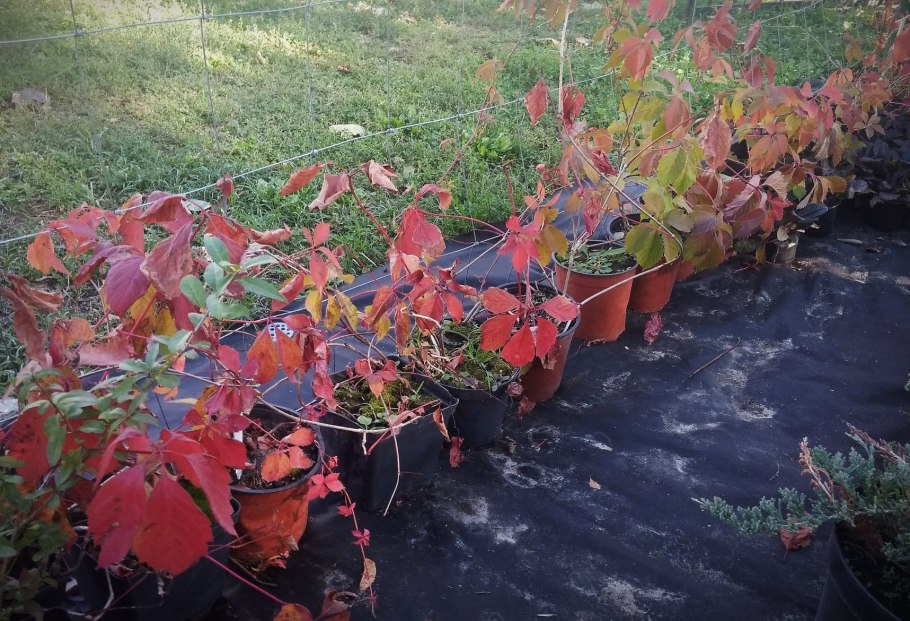 Укореняем черенки винограда