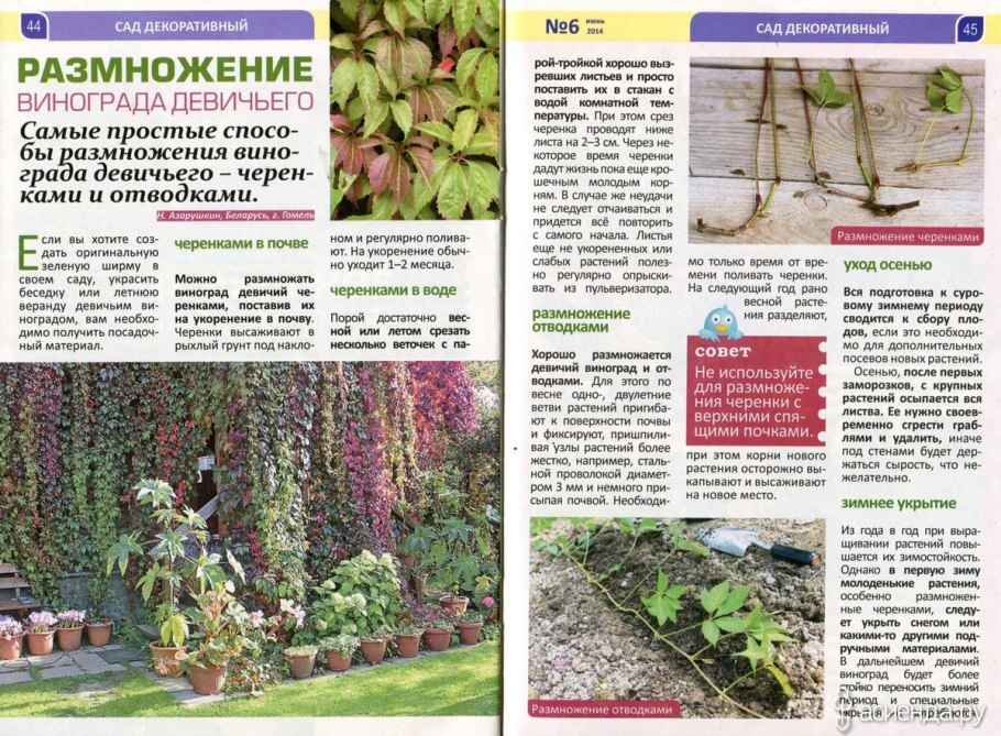 Черенкование девичьего винограда весной