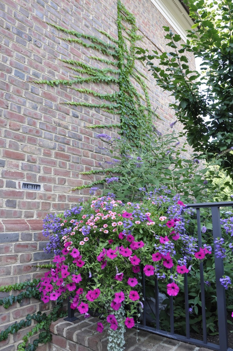 Девичий виноград ростки