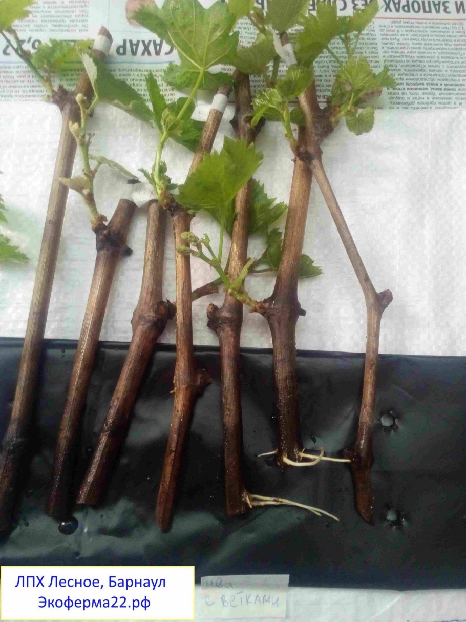 Сажаем девичий виноград осенью