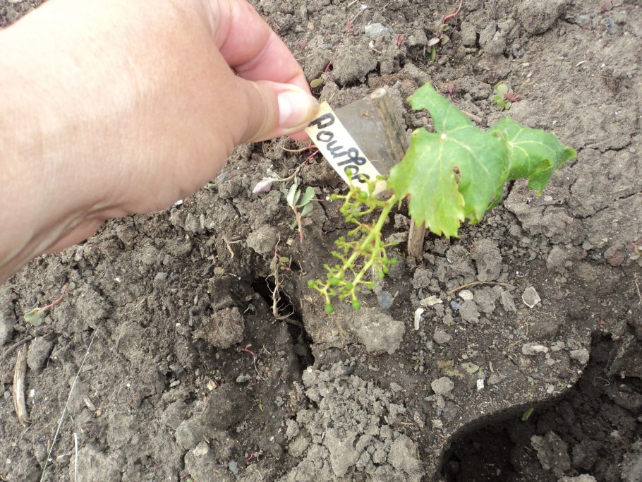 Виноград отводками весной