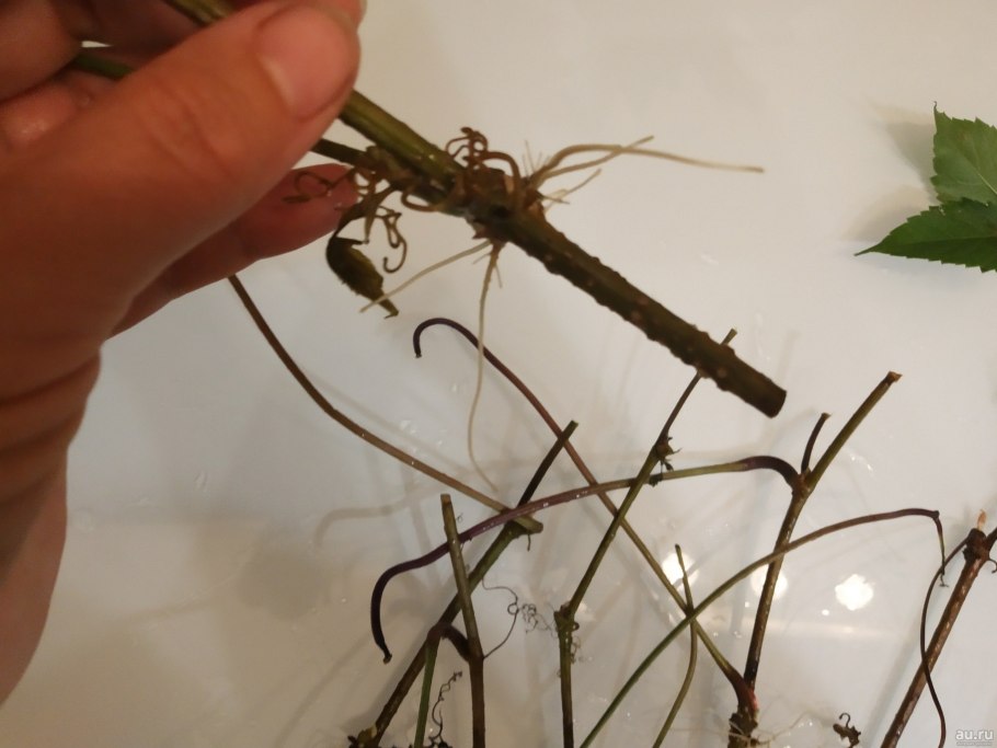 Черенкование девичьего винограда