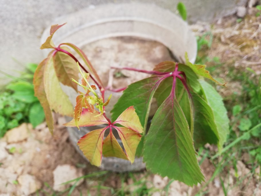 Черенки черной смородины