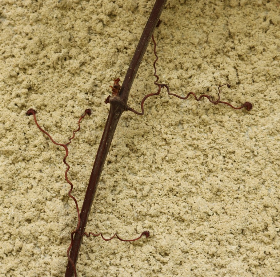 Лиана девичий виноград размножение черенками