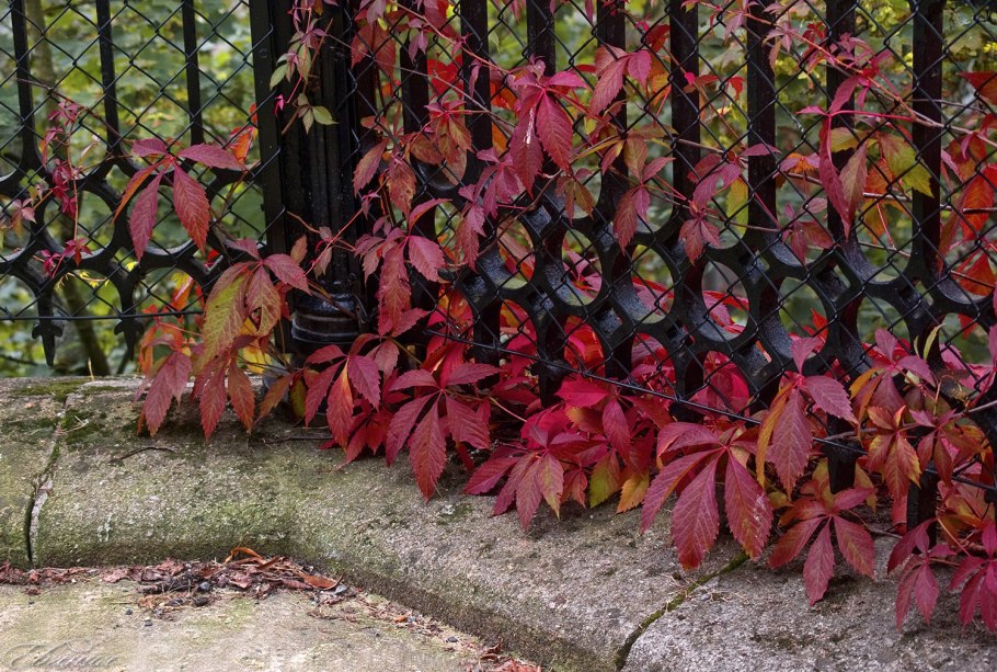 Черенки на стену