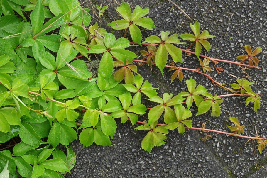 Девичий виноград почвопокровный