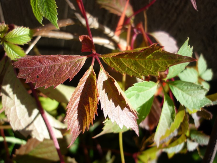 Девичий виноград летом