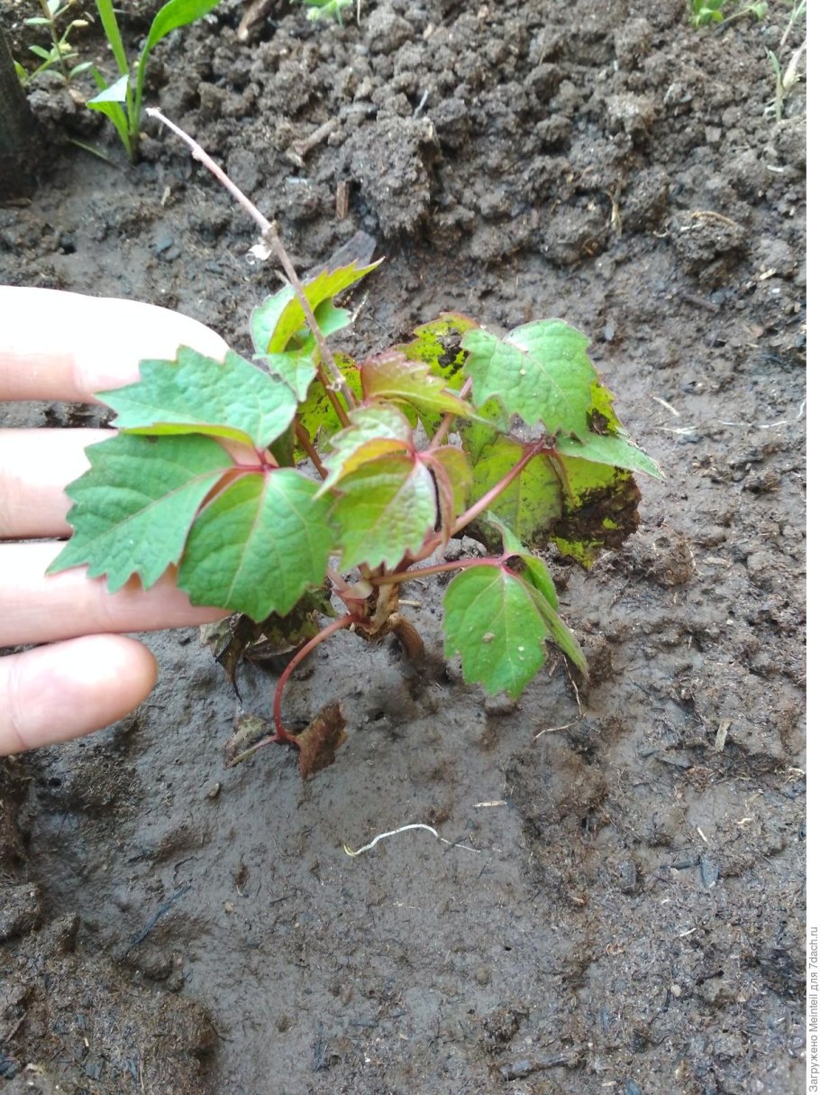 Девичий виноград Вичи размножение