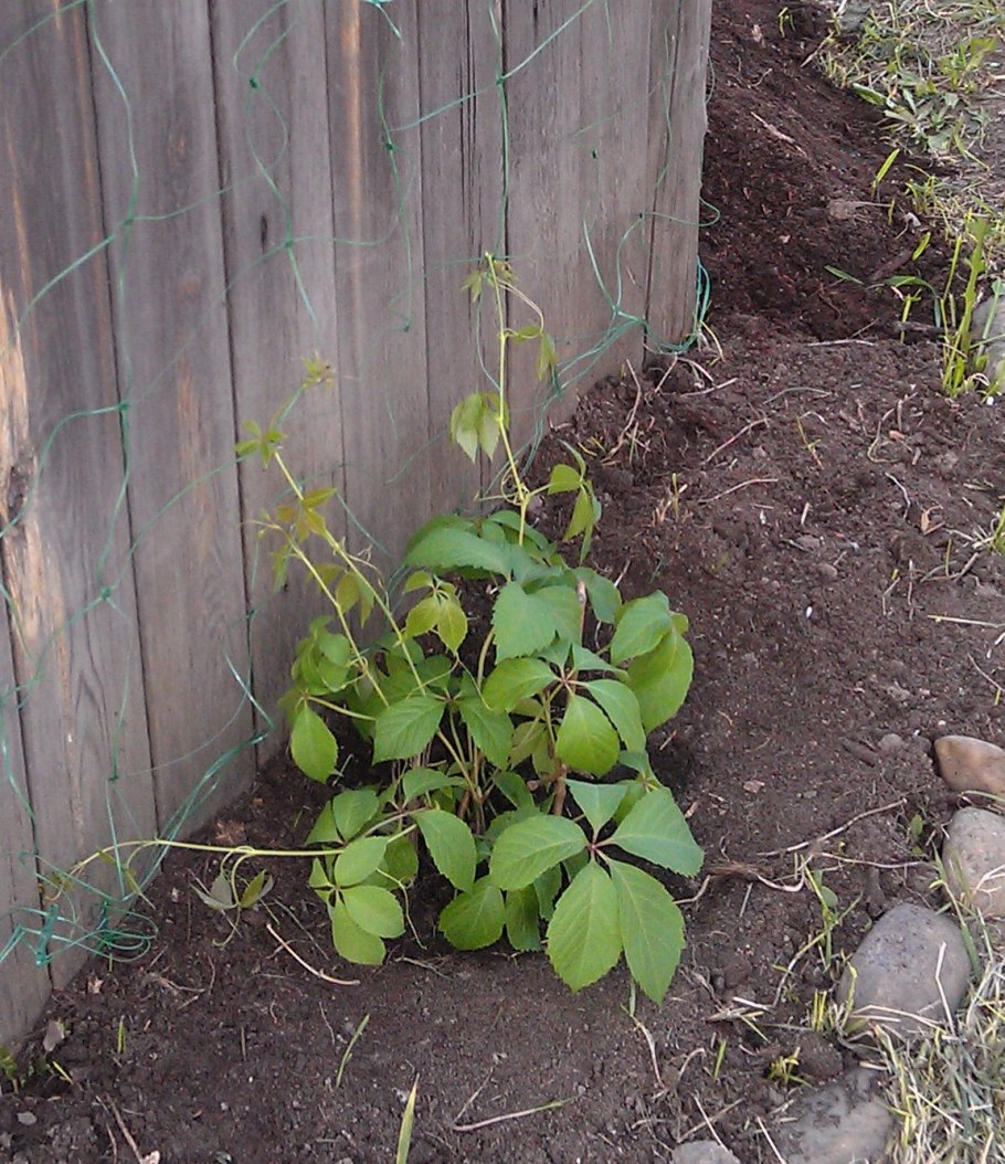 Партеноциссус инсерта