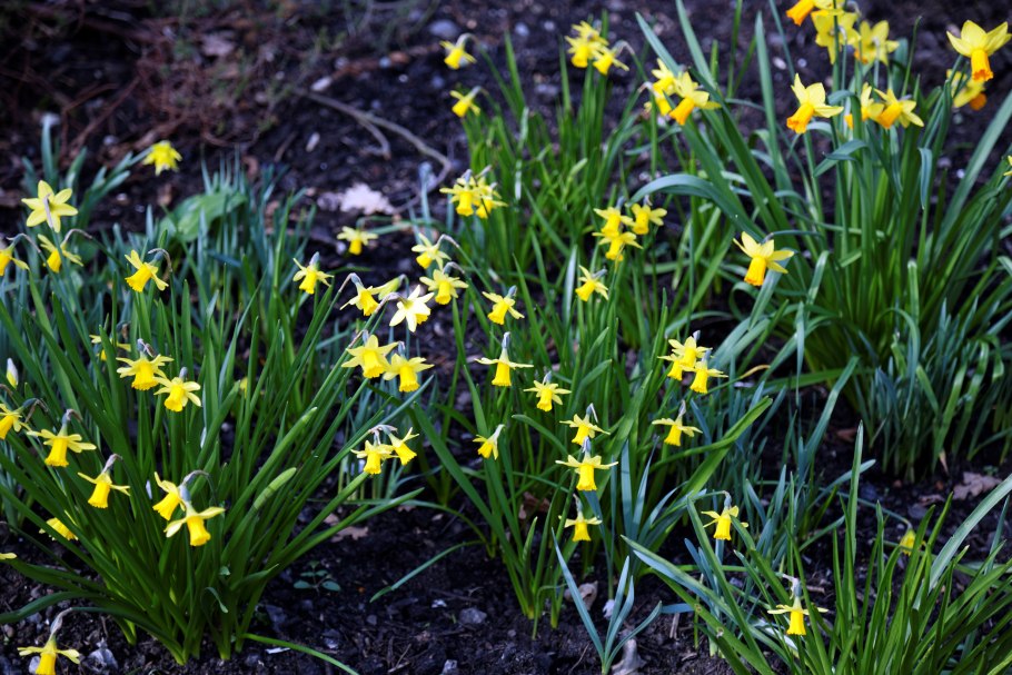 Эйхорния толсточерешковая