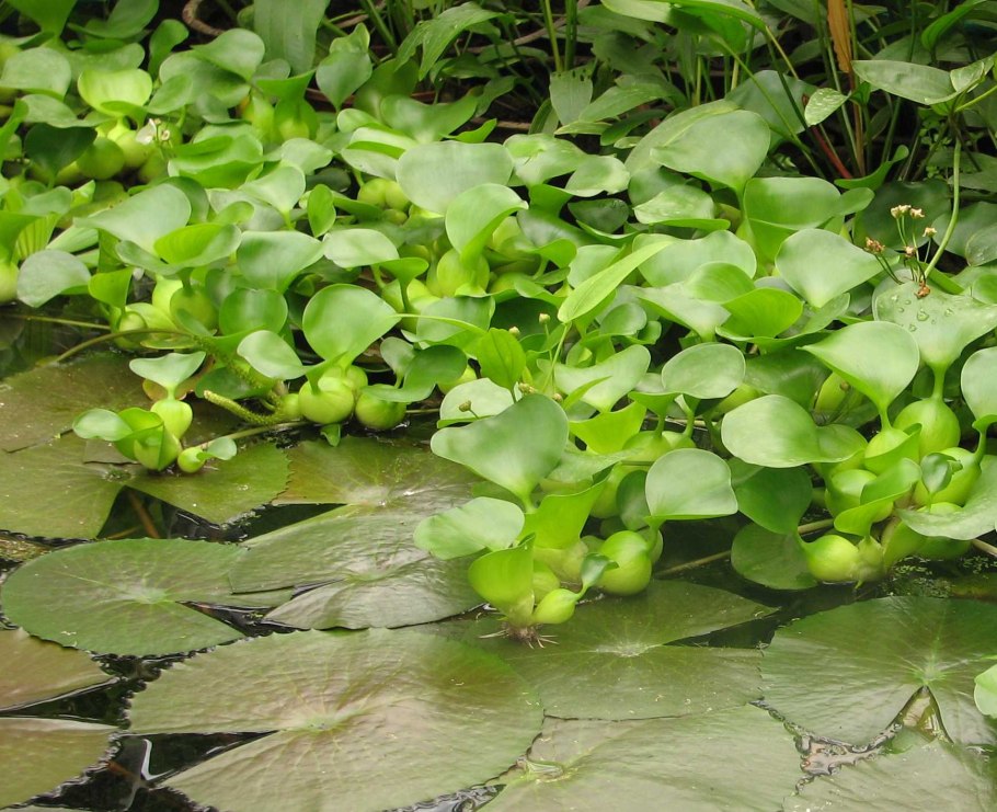 Pennisetum Summer Samba