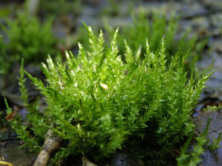 Кровохлебка красноголовник Sanguisorba