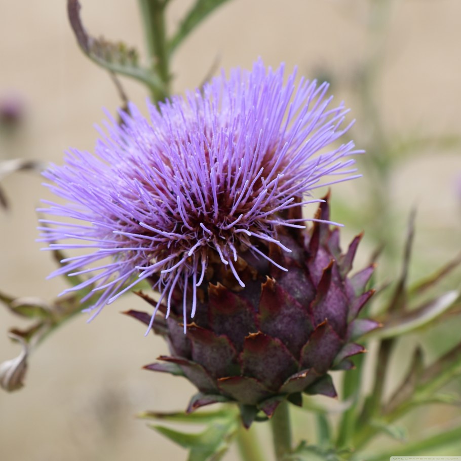 Чертополох Колючник