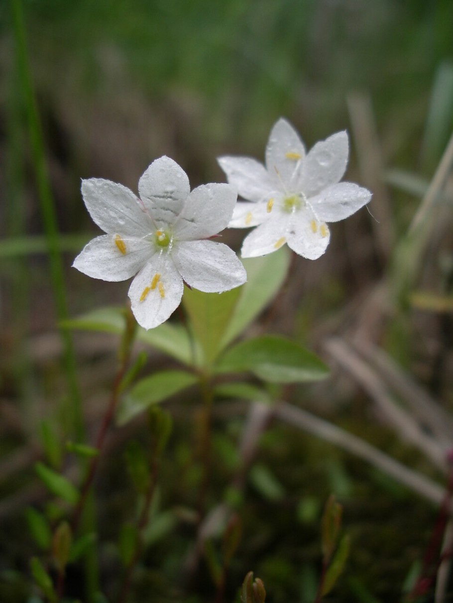 Седмичник Северный