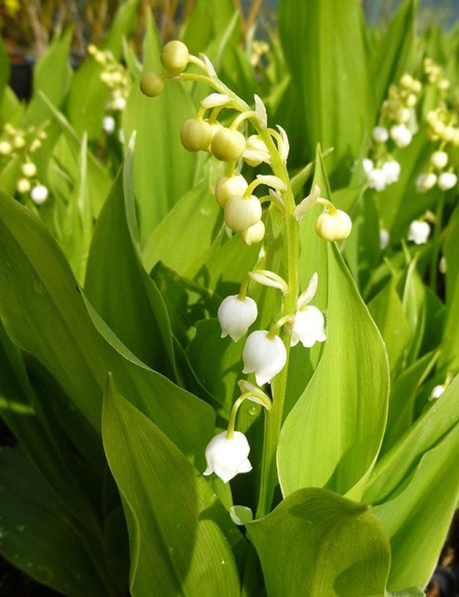 Ландыш горный Convallaria Montana