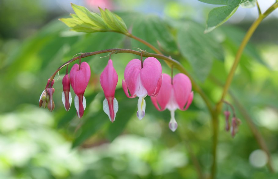 Мужское сердце цветок фото