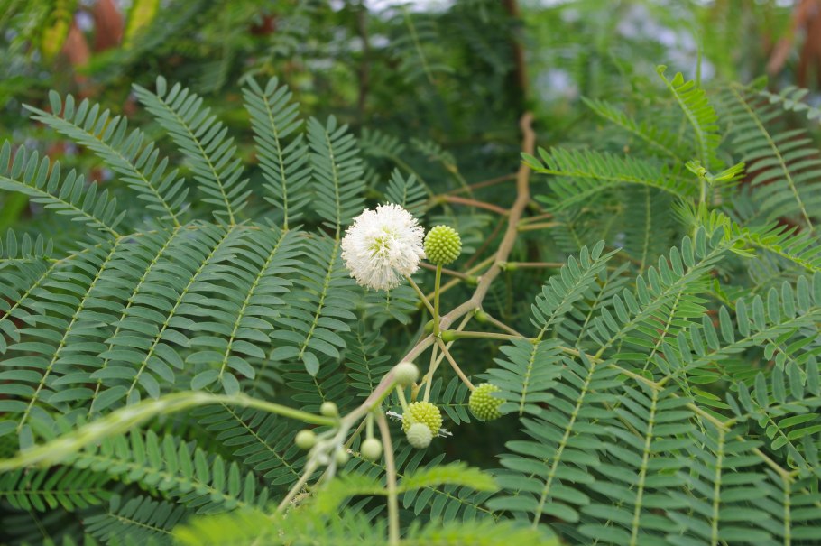 Лецират артишок