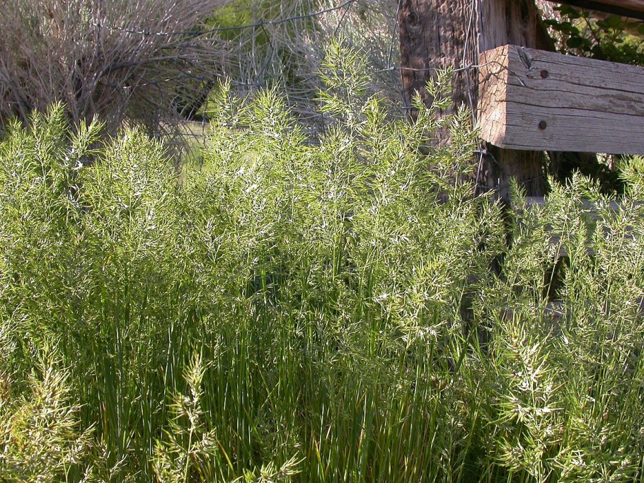 Купена мутовчатая