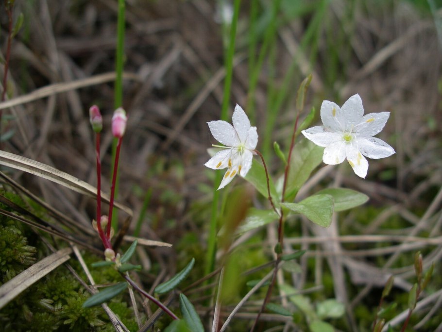 Бузульник лигулярия Пржевальского