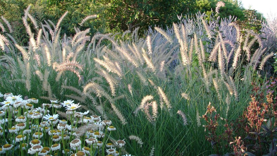 Поля пурпурного мака