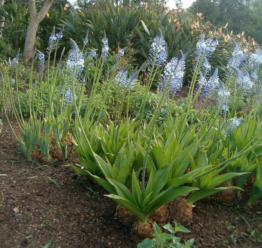 Горечавка сифонанта