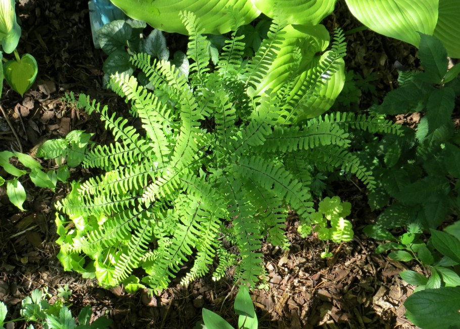 White Pampas grass Seeds