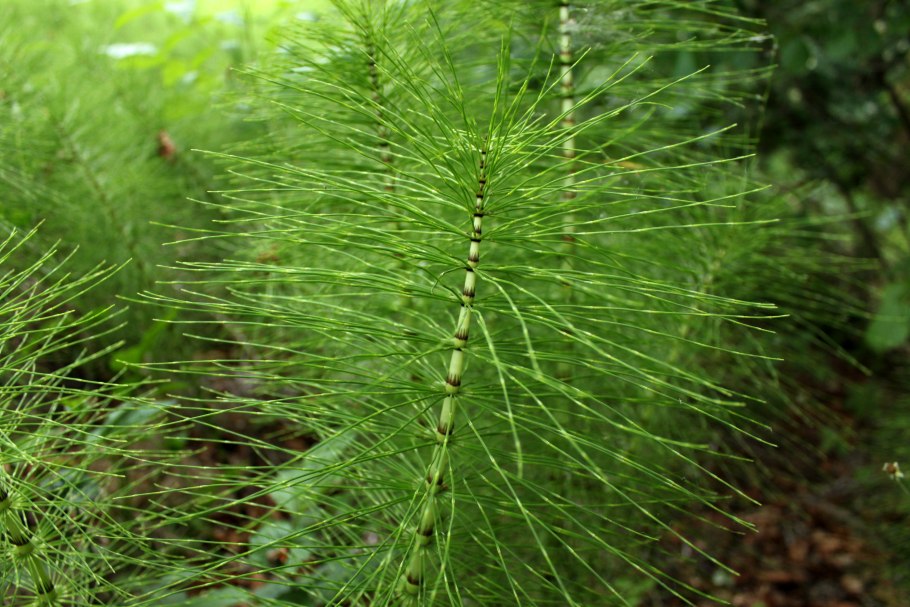 Хвощ Приречный (Equisetum fluviatile)