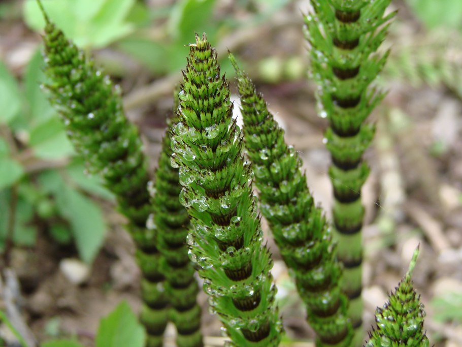 Хвощ полевой (Equisetum arvense)