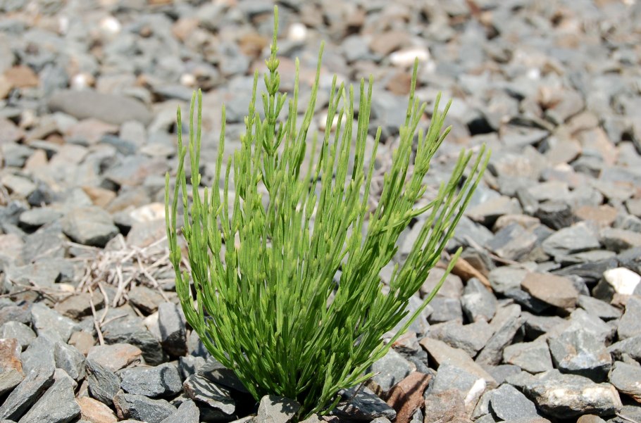 Бамбук садовый широколистный