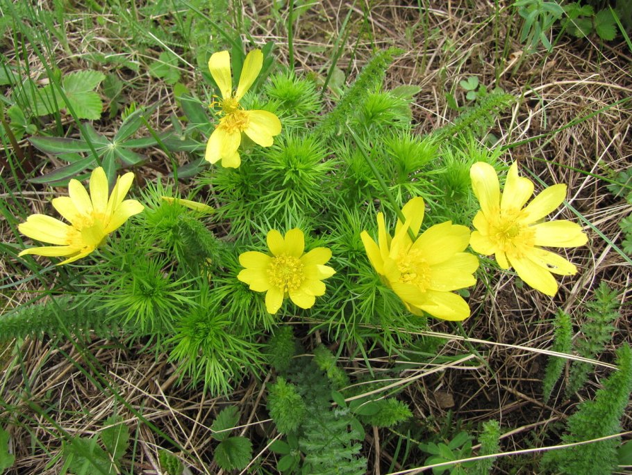 Горицвет кожистый