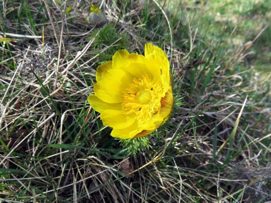 Горицвет весенний (Adonis vernalis)