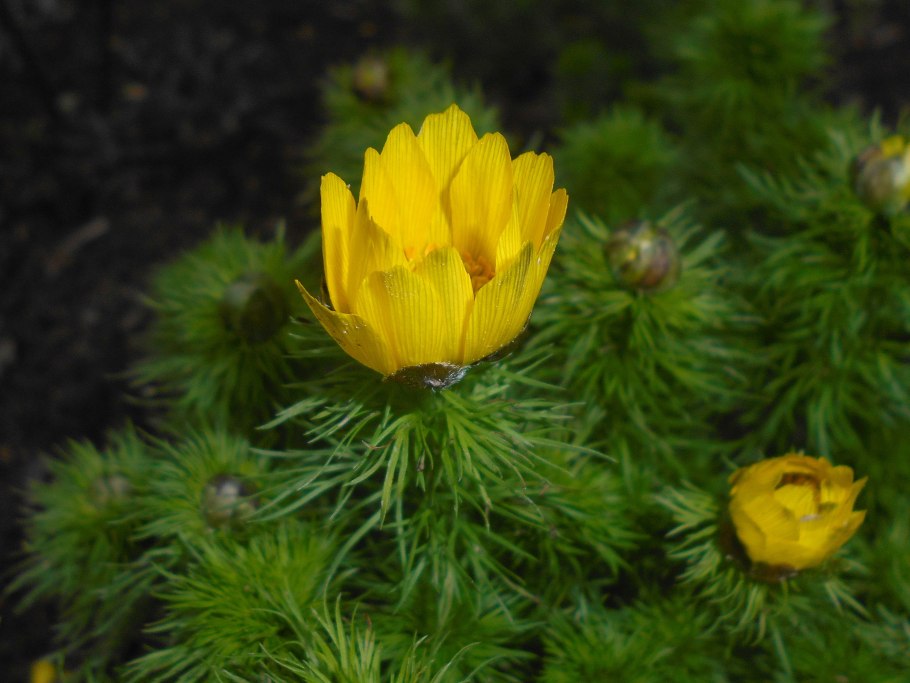 Родина Адониса весеннего