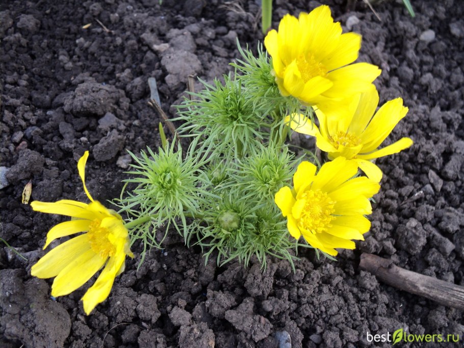 Хризантема горицвет