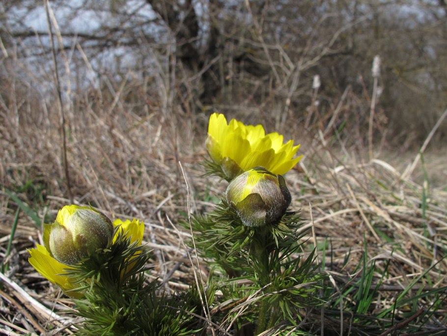 Адонис кавказский