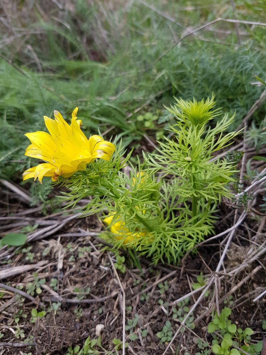 Адонис весенний Легенда