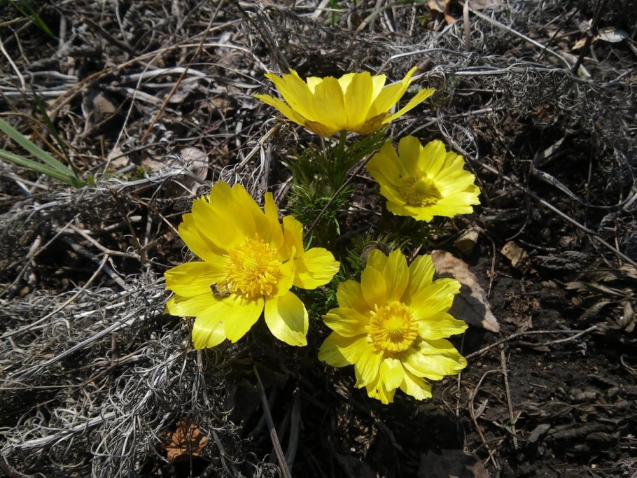 Крымский адонис весенний
