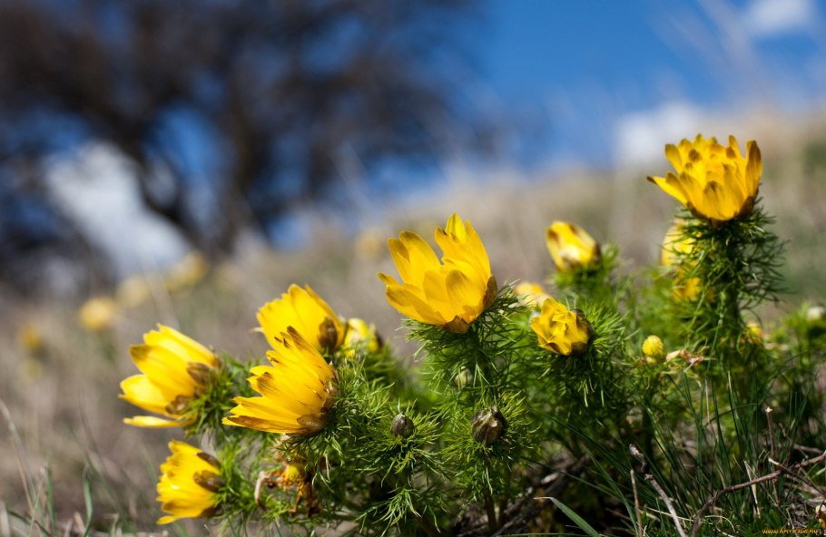 Адонис vernalis