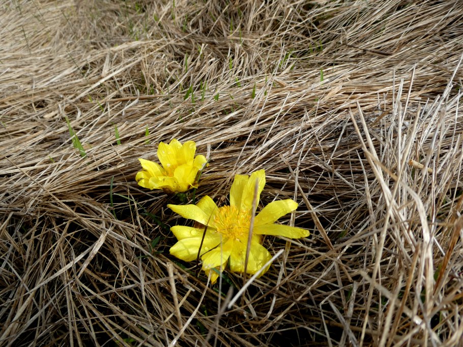 Адонис первоцвет