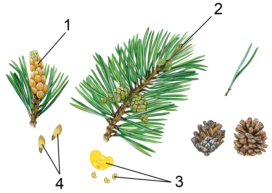 Дерево из шишек