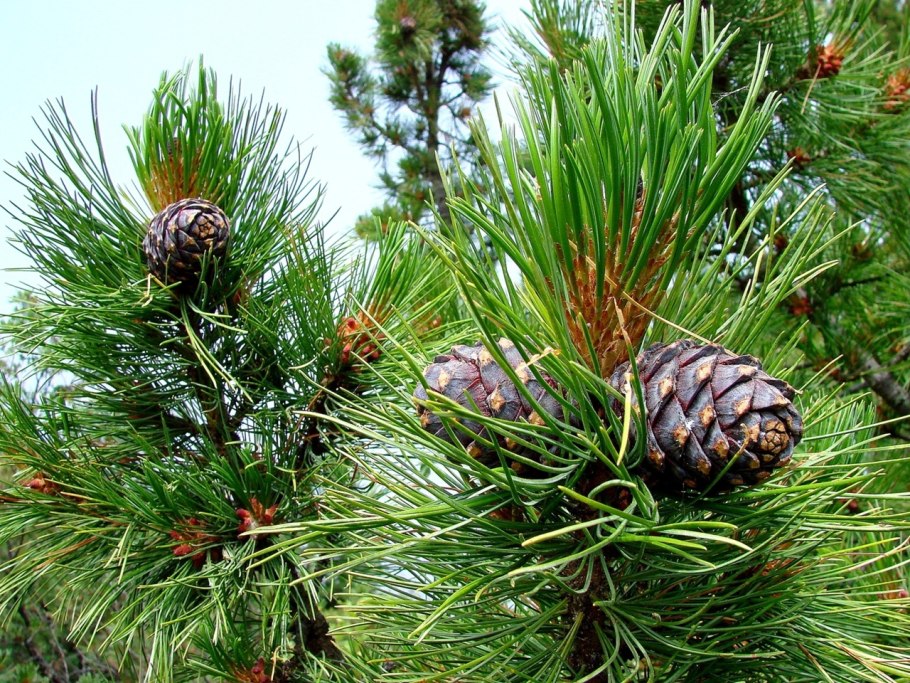 Pinus sibirica шишки