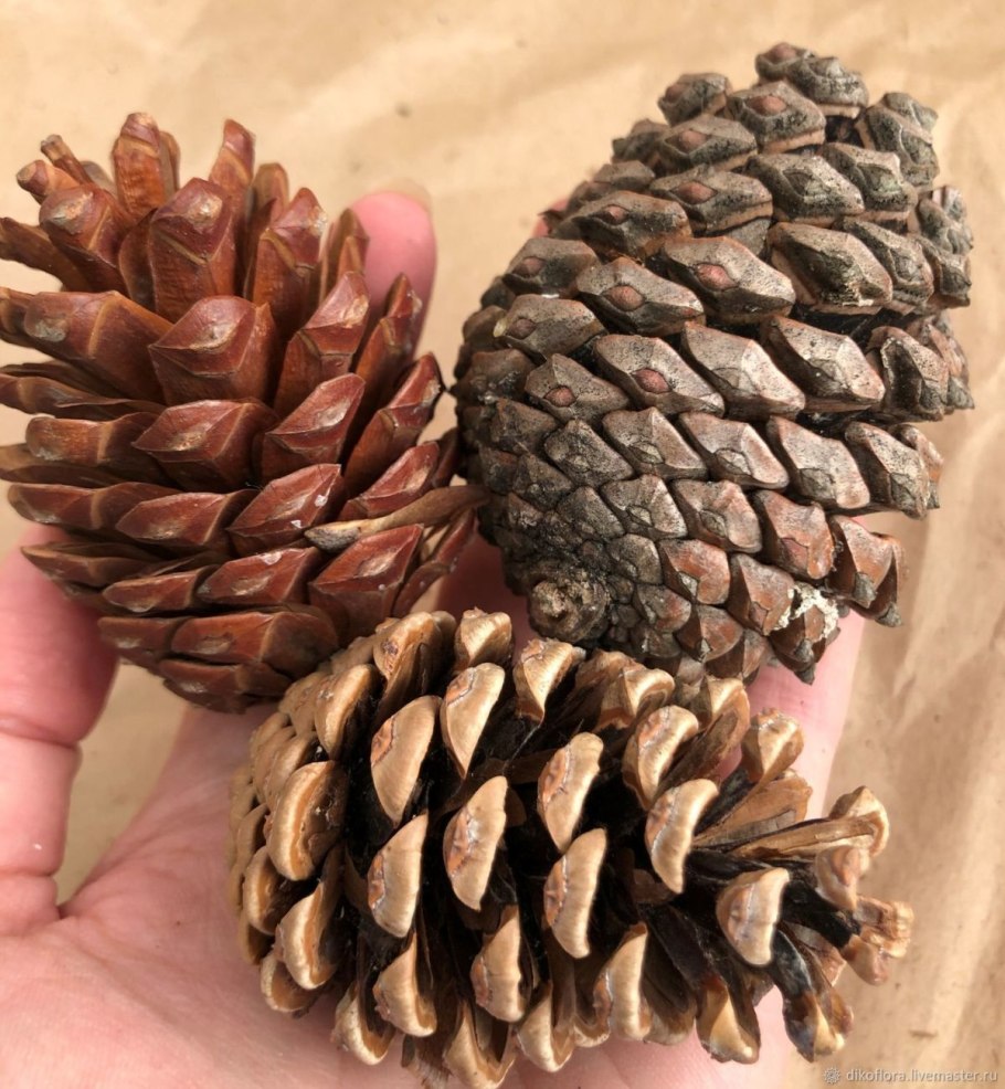 Шишка сосны pinus lambertiana