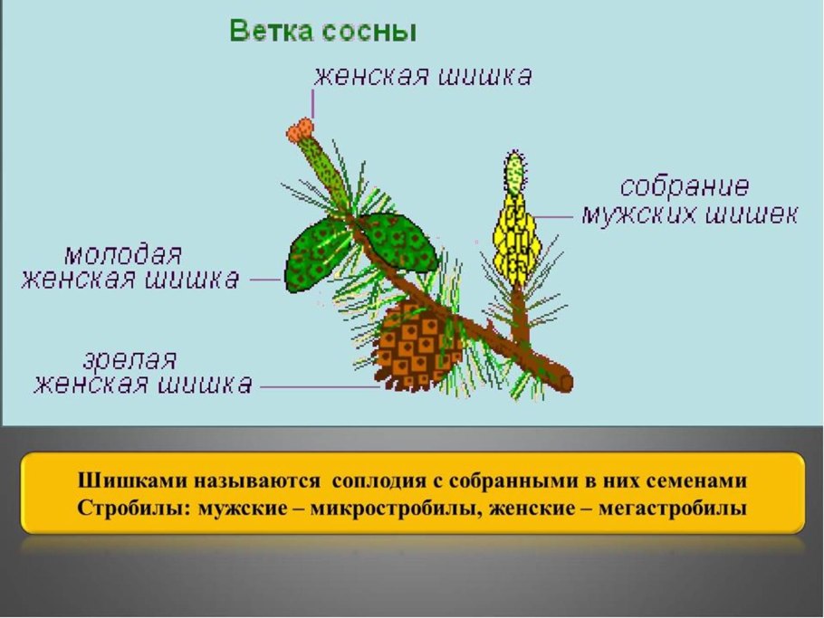 Строение побега и шишки сосны