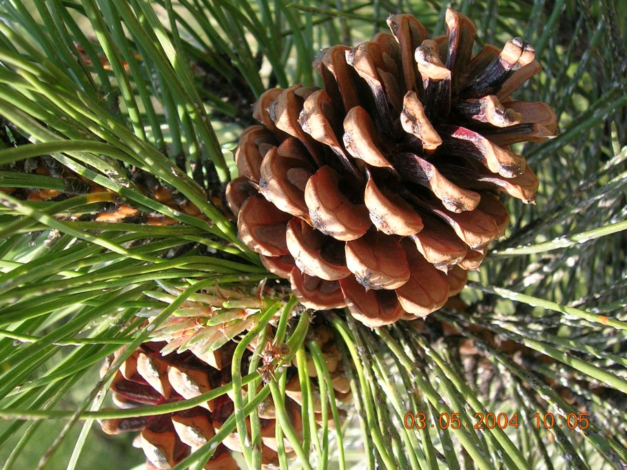 Размножение сосны обыкновенной